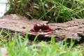 bio dip strawberry spirit kulki 2020 2.jpg