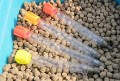 shorty-pellet-wagglers-on-pellets.jpg